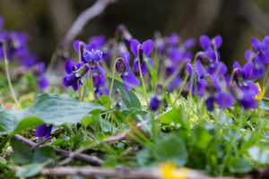 Forest floor, fig root, Ficaria verna, Forest floor, fig root, Ficaria verna,